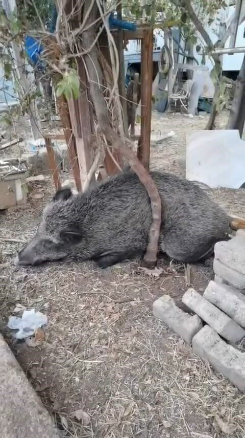 İzmir Büyükşehir Belediyesi ekipleri, ateşli silahla yaralandığı belirlenen bir domuzu,