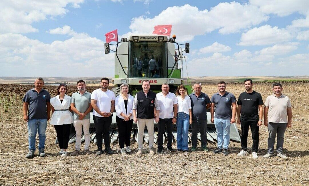 Silivri Belediyesi, yaklaşık bin 500 dekar alanda gerçekleştirilen ayçiçeği hasadına