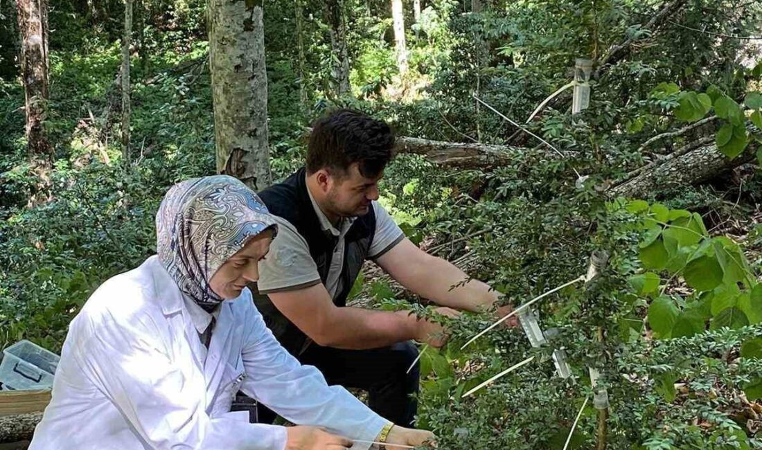 Karabük’ün Yenice ilçesinde, ormanlara zarar veren şimşir güvesi (Cydalima perspectalis)