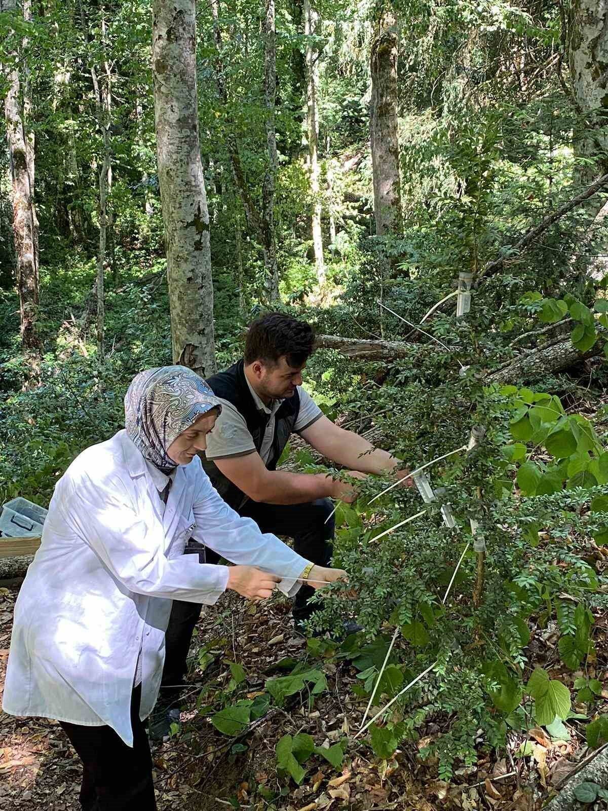 Karabük’ün Yenice ilçesinde, ormanlara zarar veren şimşir güvesi (Cydalima perspectalis)