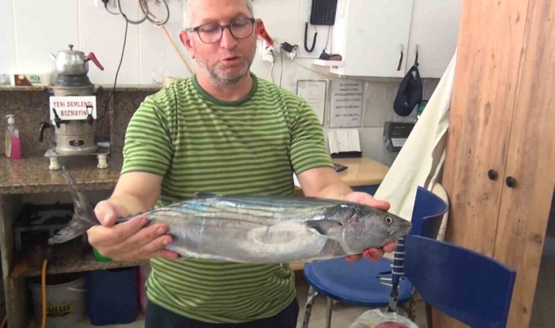 Sinop’ta amatör balıkçıların oltalarına takılan yaklaşık 2 kiloluk torik balıkları,