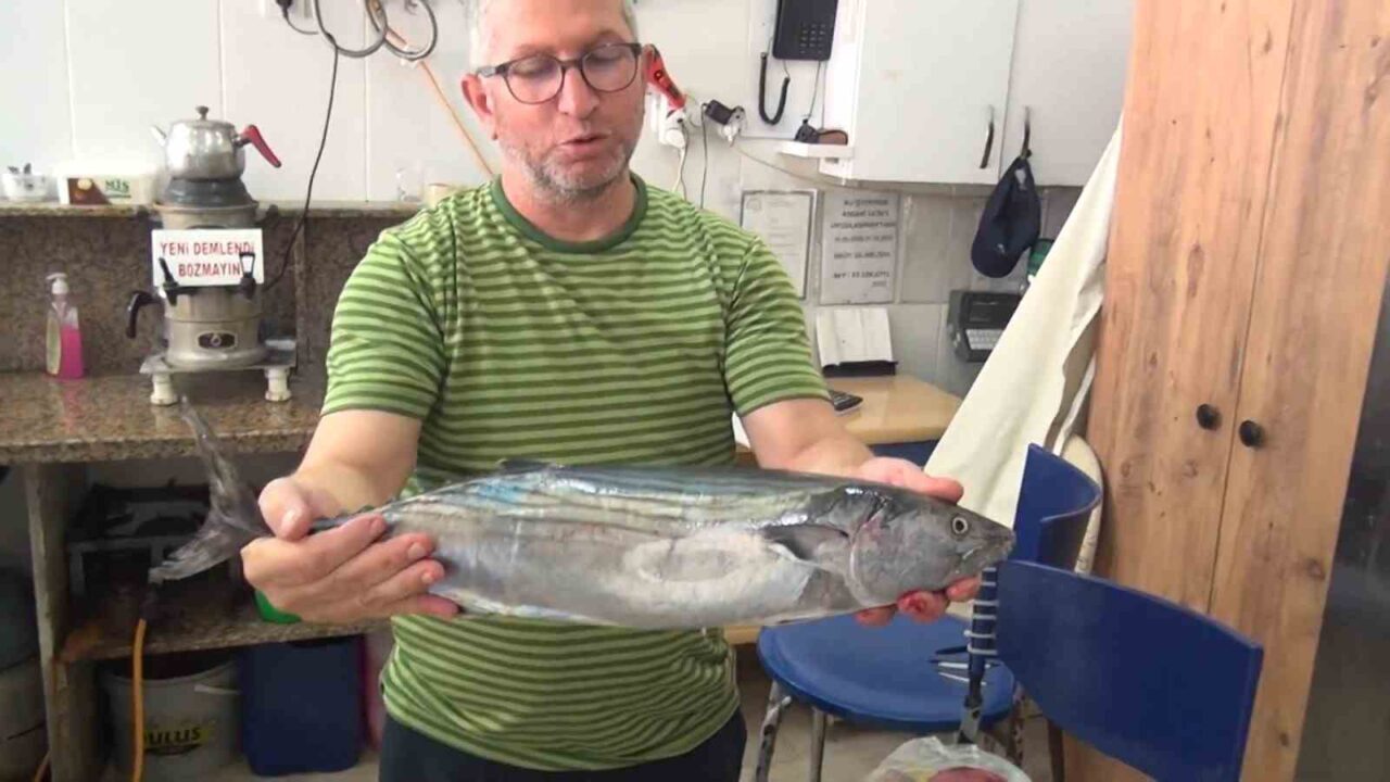 Sinop’ta amatör balıkçıların oltalarına takılan yaklaşık 2 kiloluk torik balıkları,