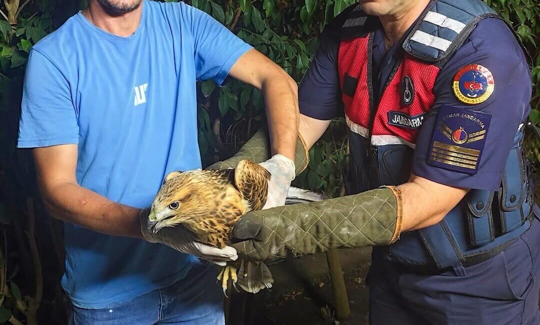 Sinop’ta jandarma personelince yaralı olarak bulunan kızıl şahin, doğa koruma