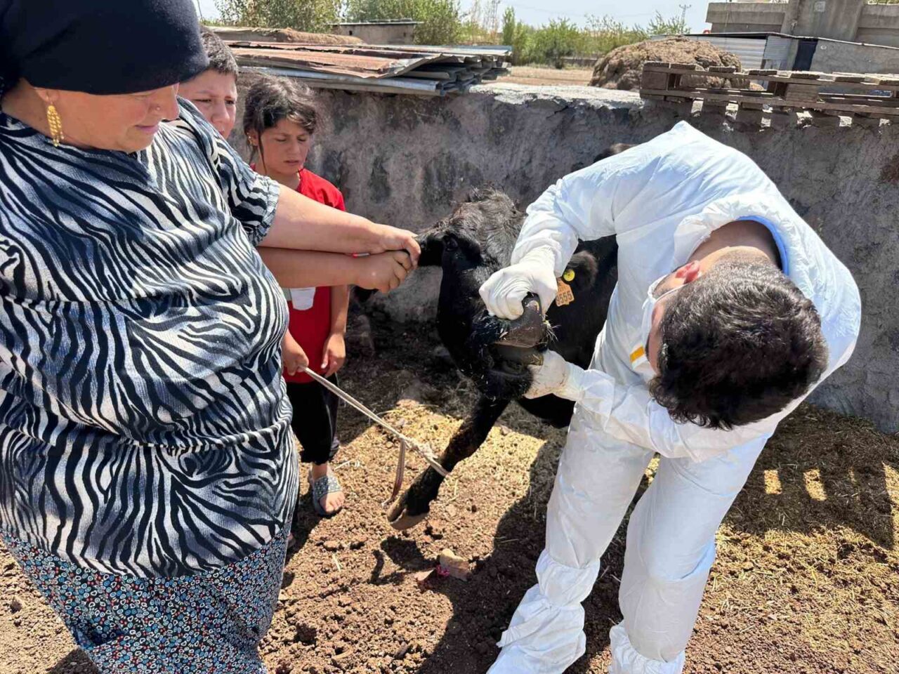 Şırnak’ta hayvan sağlığını korumak amacıyla şap hastalığına karşı kapsamlı bir