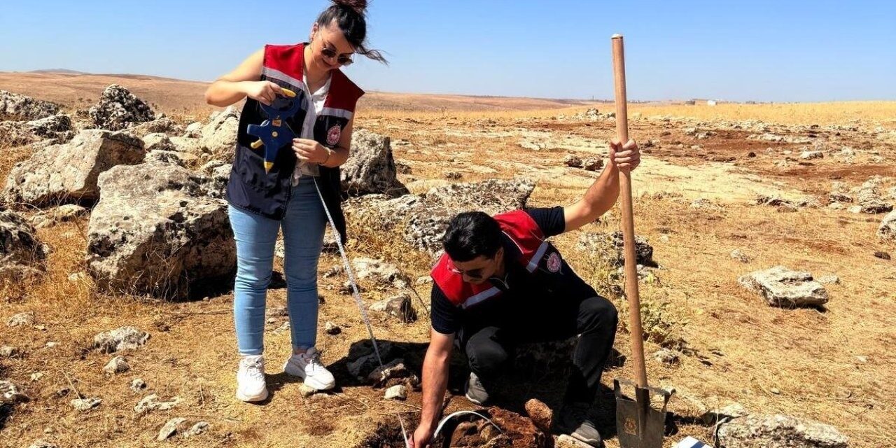 Şırnak İl Tarım ve Orman Müdürlüğü ekipleri, merkez ve İdil
