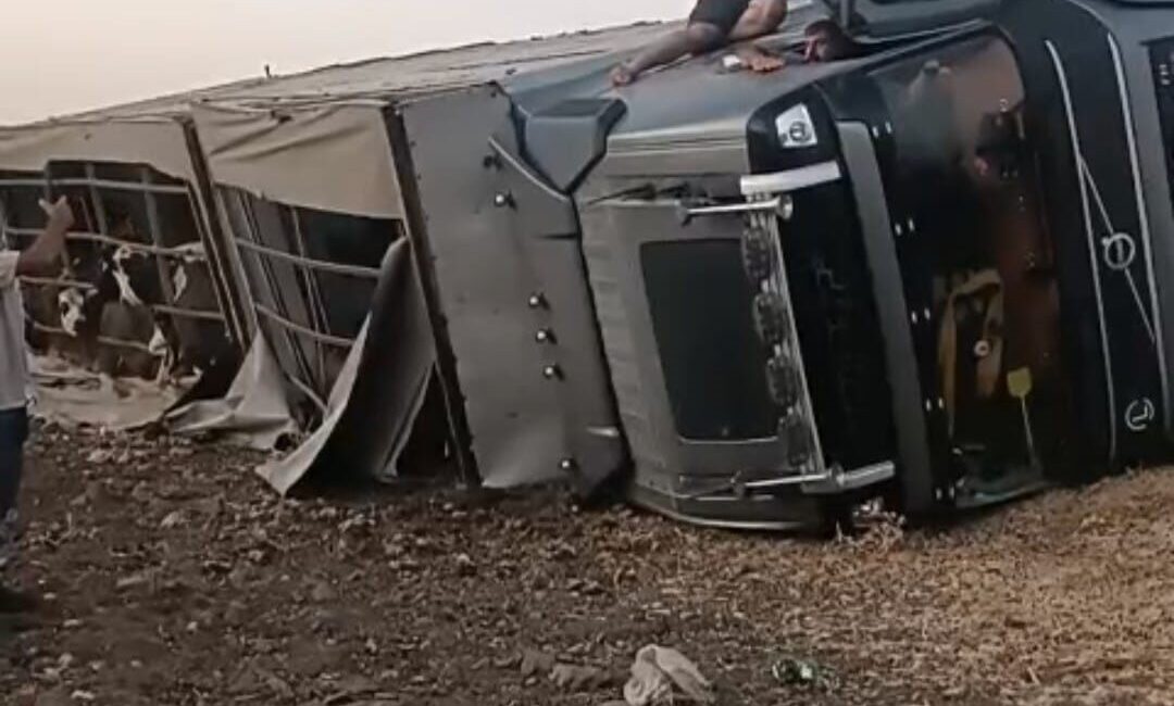 Şanlıurfa’nın Siverek ilçesinde büyükbaş hayvan taşıyan bir tır, sürücüsünün direksiyon