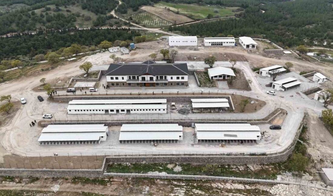 Manisa il genelinde Sahipsiz Hayvanlar Korunma-Koruma Eylem Planı çerçevesinde doğal