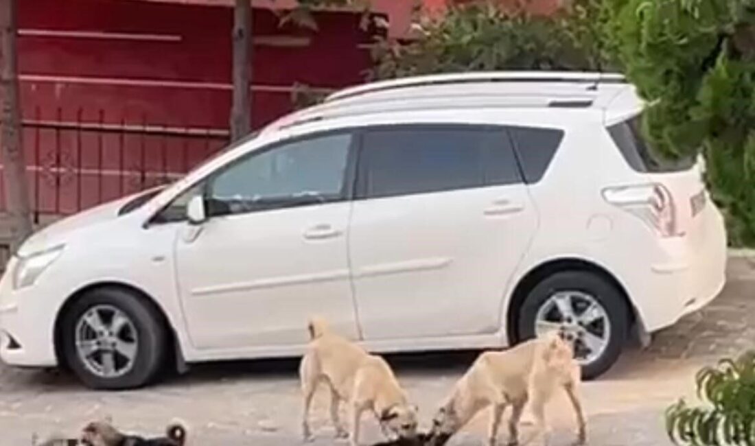 Nevşehir’de sokak köpekleri bir kediye saldırarak öldürdü. O onlar çevrede