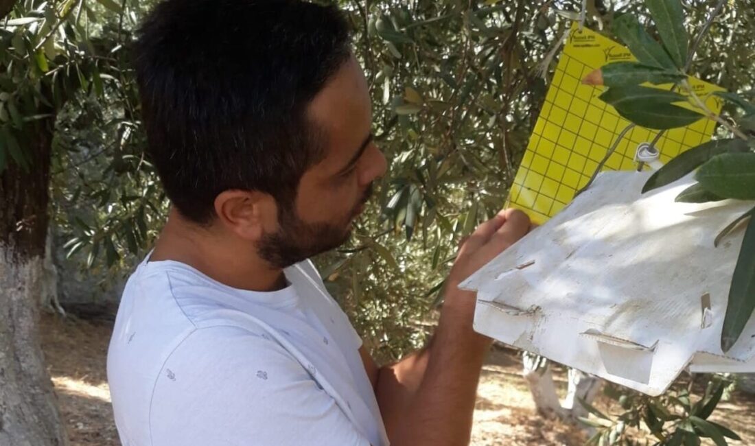 Aydın’ın Söke ilçesinde İlçe Tarım Müdürlüğü ekipleri üreticileri zeytin sineği
