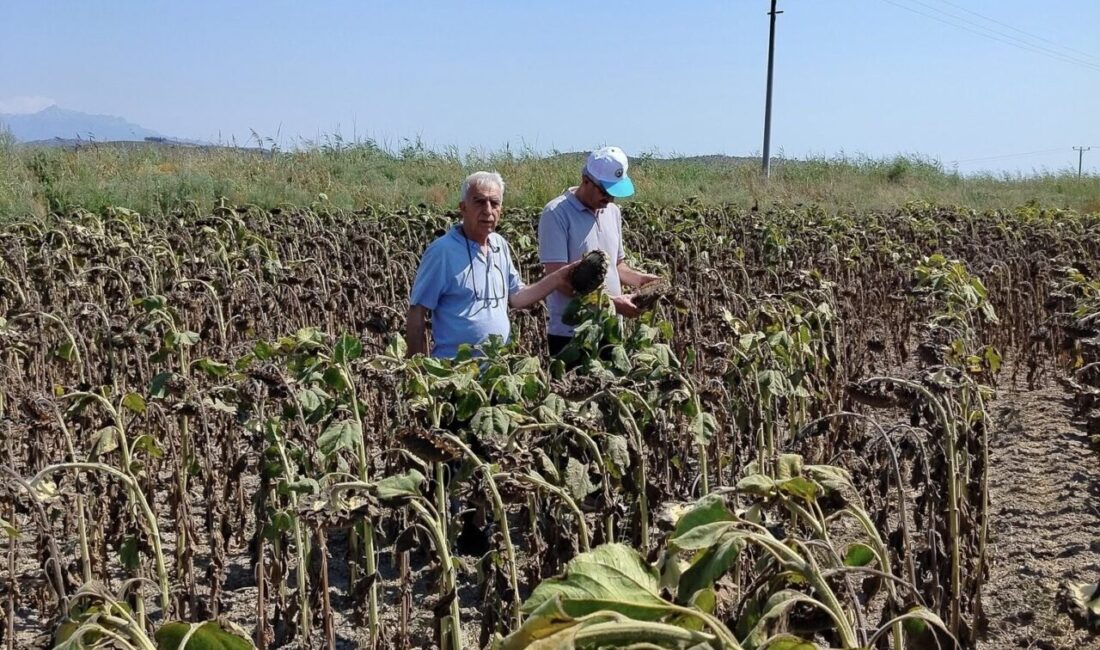 Aydın’ın Söke ilçesinde hasat olgunluğuna gelen yağlık ayçiçeğinde verim tahmin