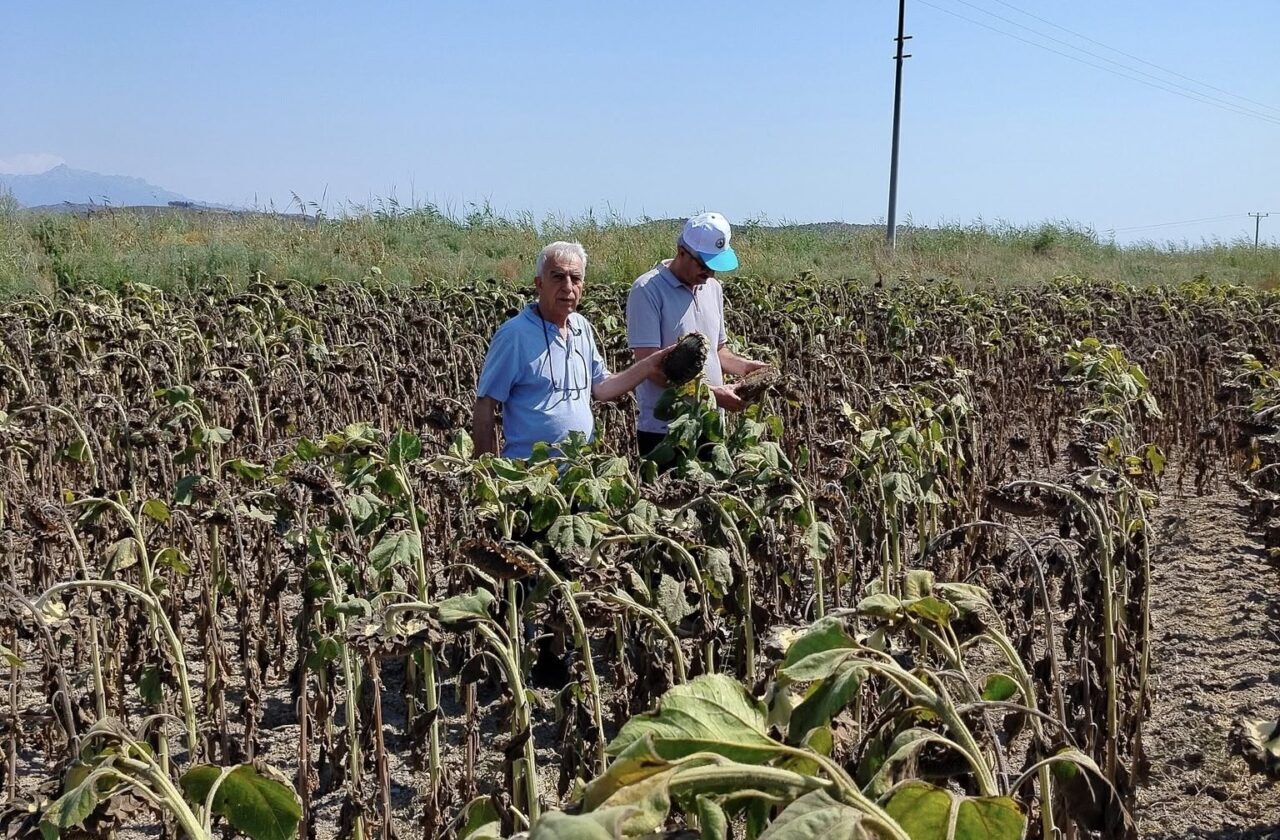Aydın’ın Söke ilçesinde hasat olgunluğuna gelen yağlık ayçiçeğinde verim tahmin