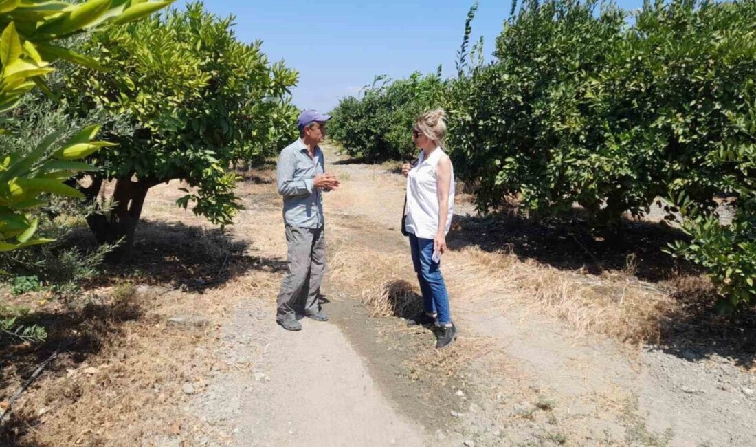 Söke İlçe Tarım ve Orman Müdürlüğü, narenciye bahçelerinde ürün ve