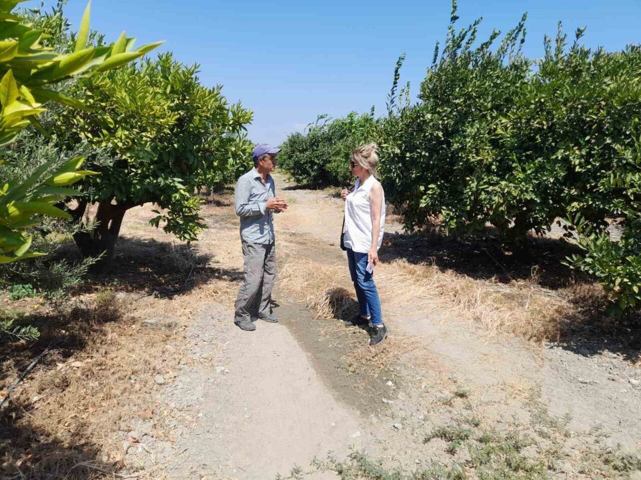 Söke İlçe Tarım ve Orman Müdürlüğü, narenciye bahçelerinde ürün ve