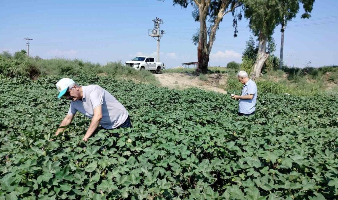 Aydın’ın Söke ilçesinde pamuk ekili alanlarda yapılan incelemelerde bitki gelişiminin