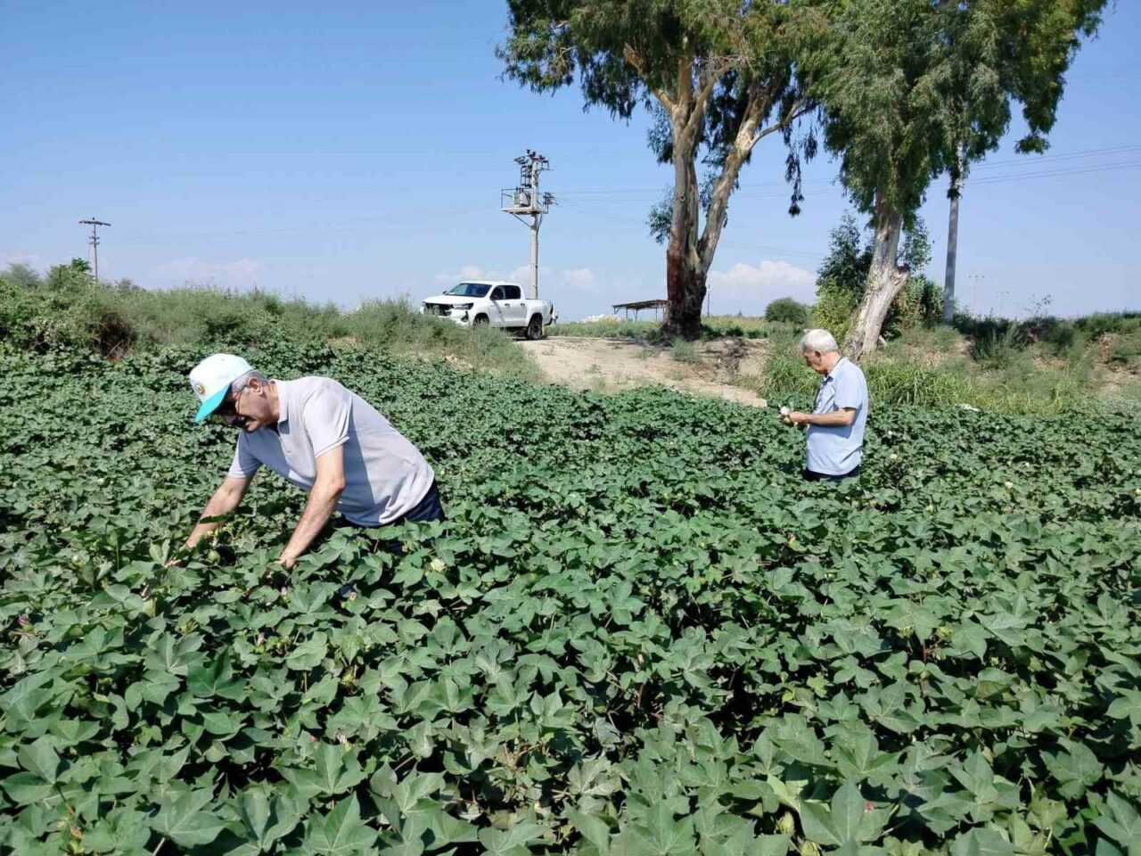 Aydın’ın Söke ilçesinde pamuk ekili alanlarda yapılan incelemelerde bitki gelişiminin