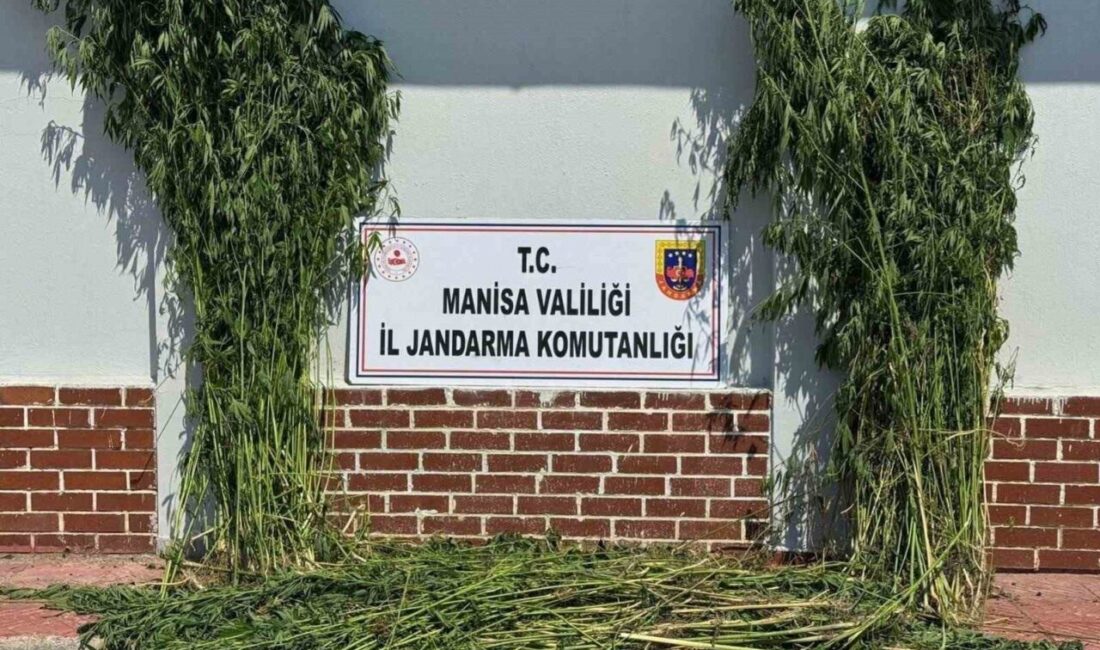 Manisa’nın Soma ilçesinde jandarma ekipleri tarafından gerçekleştirilen narkotik faaliyetleri kapsamında