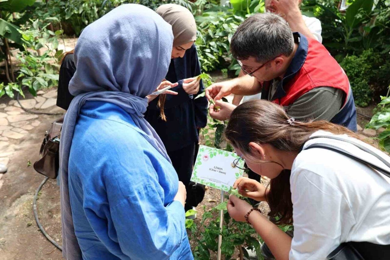 Afyonkarahisar Tıbbi ve Aromatik Bitkiler Merkezi’nde stajyer öğrencilerin katılımıyla teknik