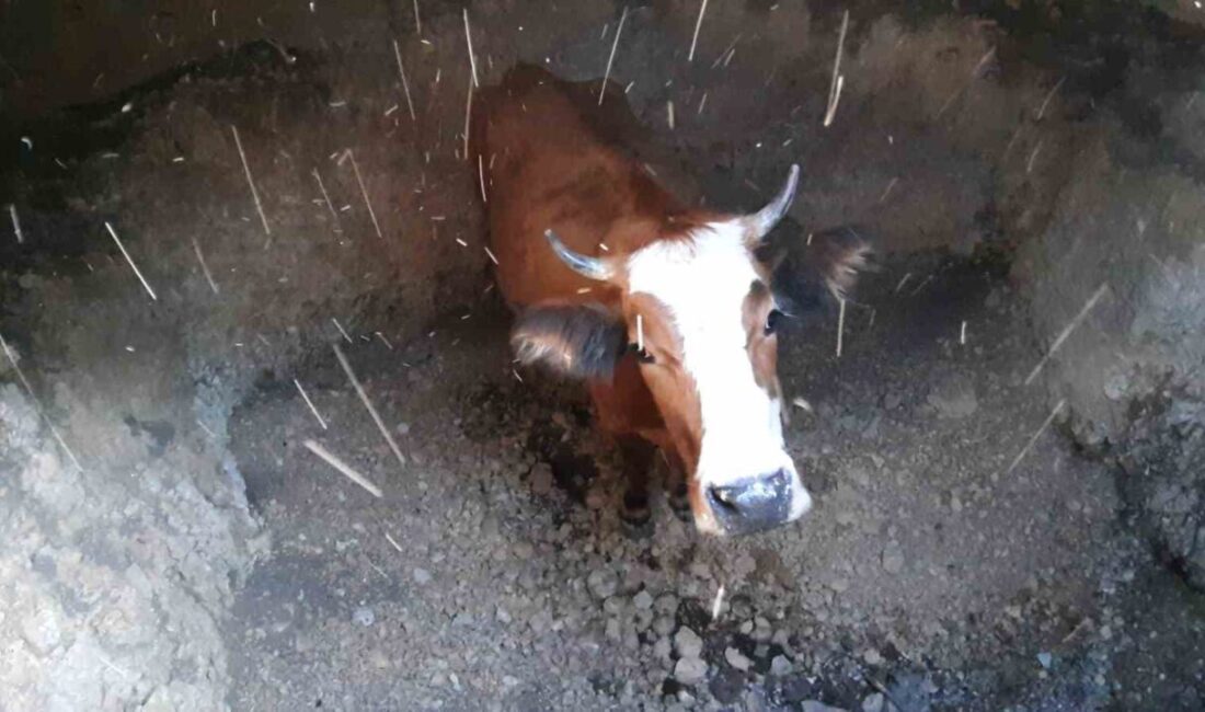 Bolu’nun Mudurnu ilçesinde boş su kuyusuna düşen inek, itfaiye ekiplerinin