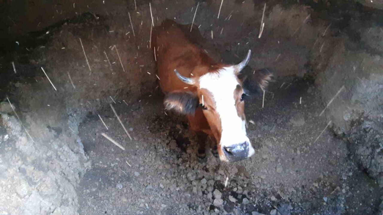 Bolu’nun Mudurnu ilçesinde boş su kuyusuna düşen inek, itfaiye ekiplerinin