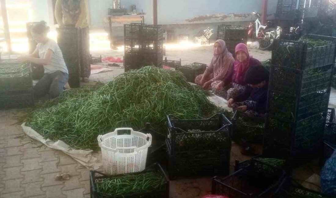 Manisa’nın Sarıgöl ilçesinde yaz aylarının kurak geçmesi ve sulama sorunlarının