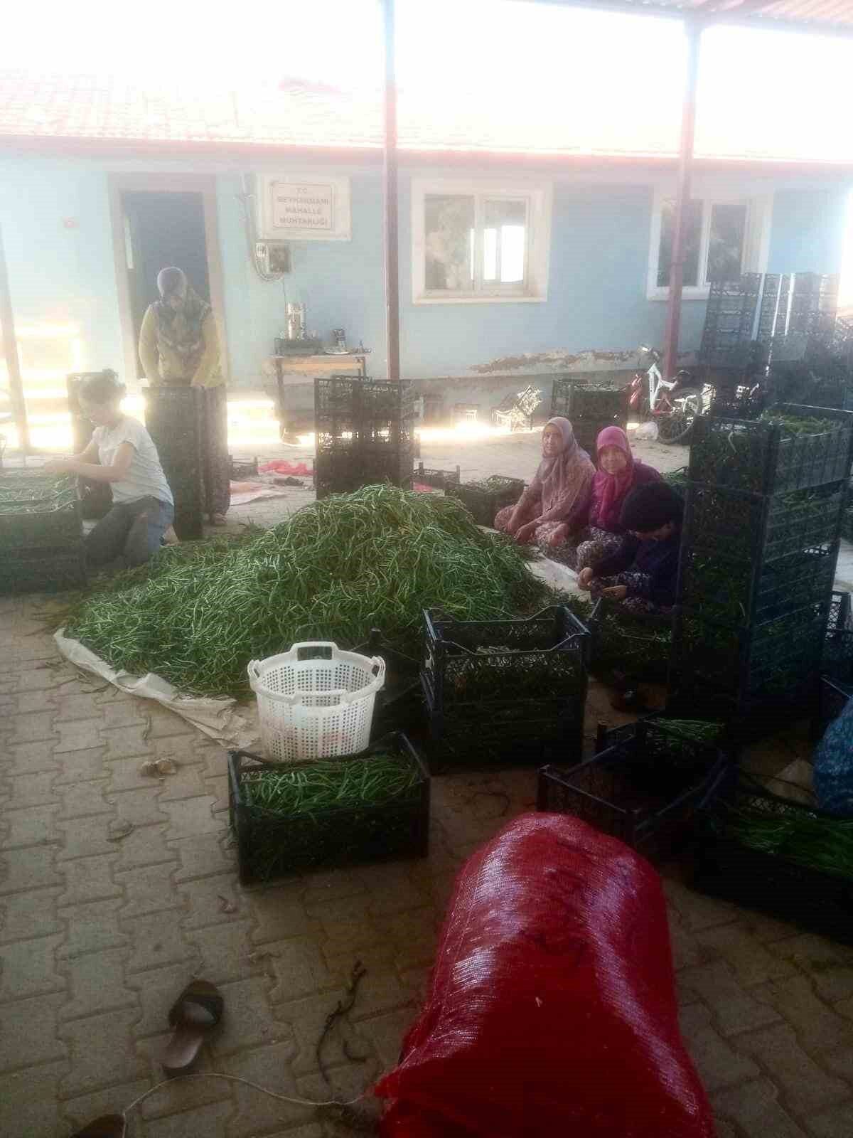 Manisa’nın Sarıgöl ilçesinde yaz aylarının kurak geçmesi ve sulama sorunlarının
