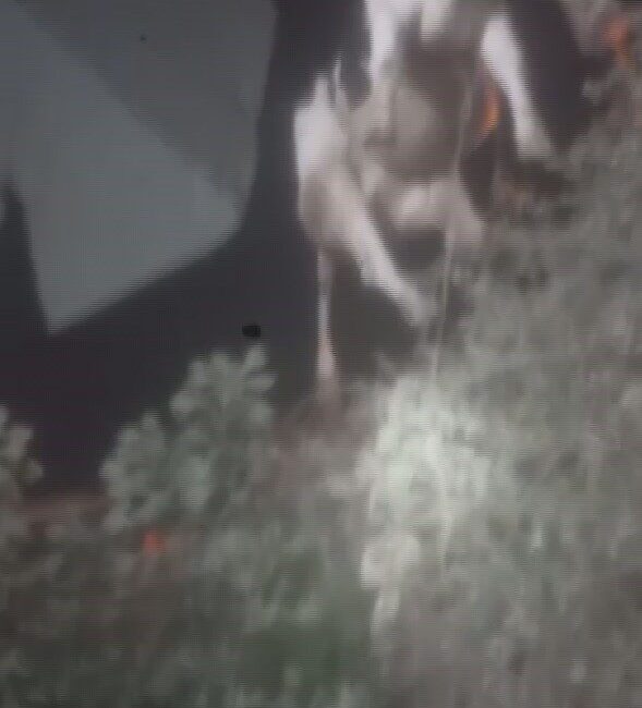 Hatay’ın Antakya ilçesinde sulama kanalına düşen inek, itfaiye ekipleri tarafından