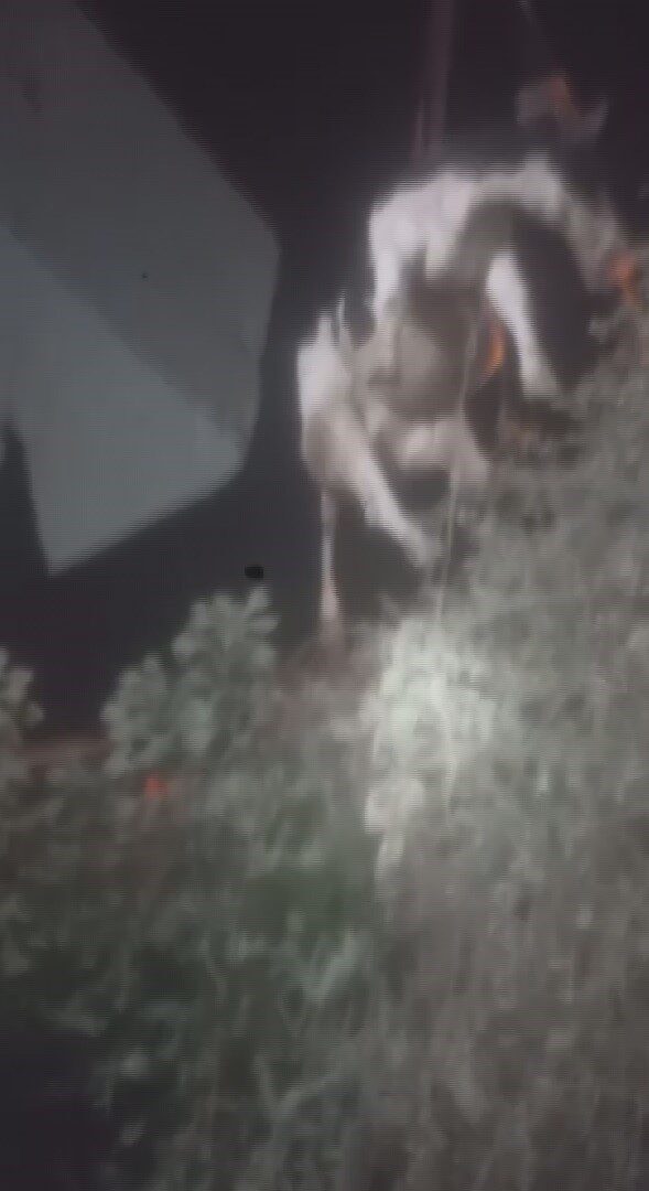 Hatay’ın Antakya ilçesinde sulama kanalına düşen inek, itfaiye ekipleri tarafından