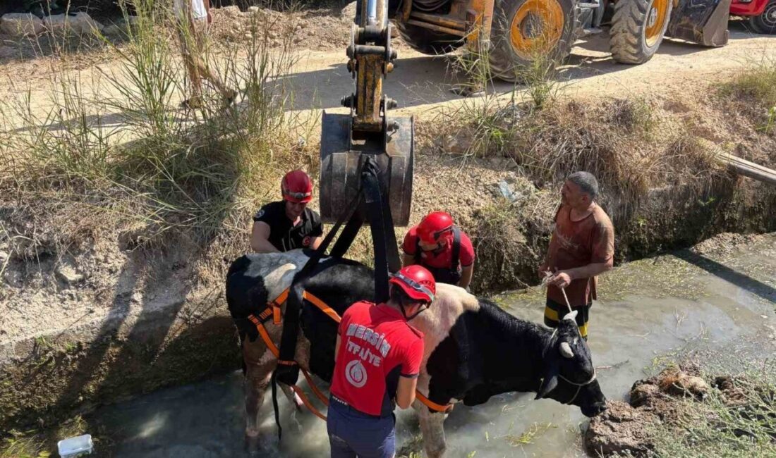 Mersin’de ahırdan kaçarak sulama kanalına düşen inek, itfaiye ekiplerince kurtarılarak
