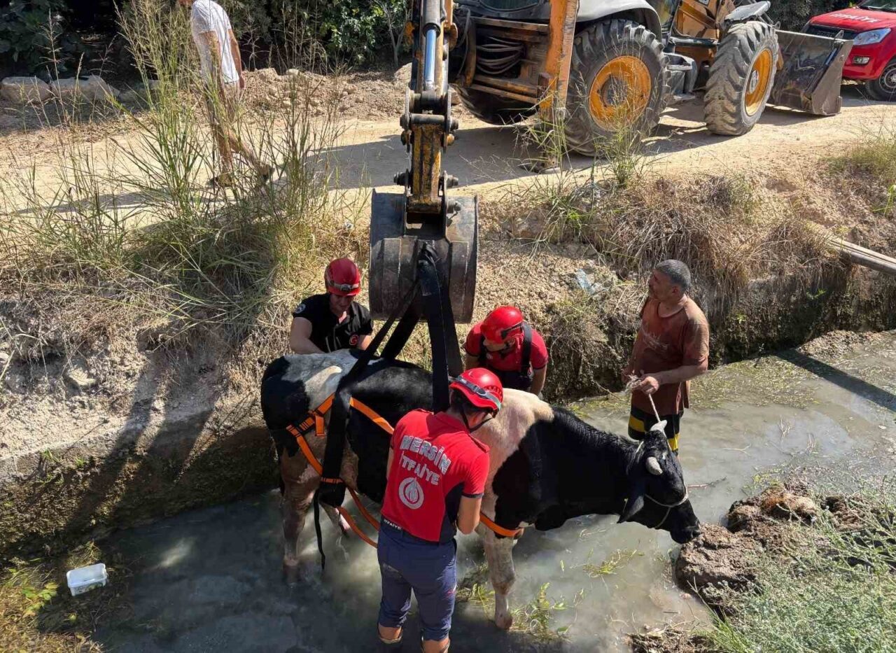 Mersin’de ahırdan kaçarak sulama kanalına düşen inek, itfaiye ekiplerince kurtarılarak