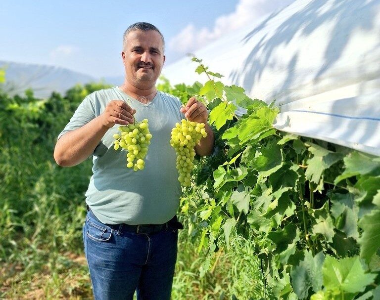 Manisa’nın dünyaca ünlü çekirdeksiz sofralık Sultaniye üzümlerinin yetiştirildiği Sarıgöl ilçesinde