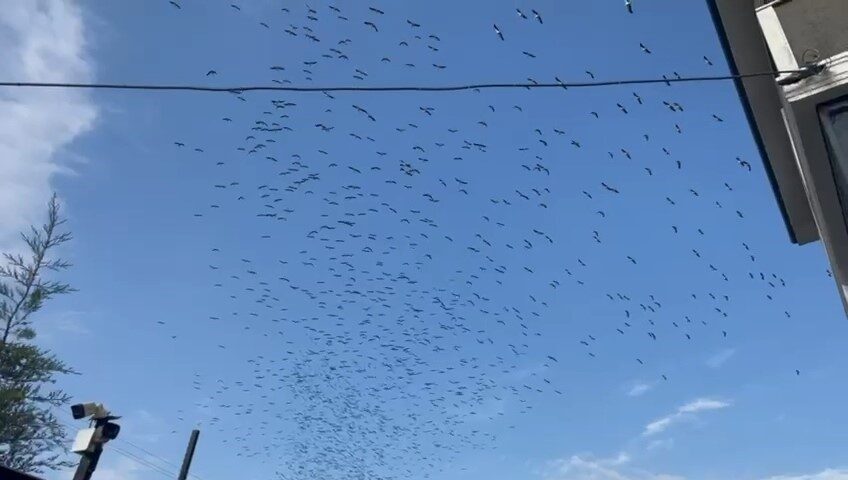 Tekirdağ semalarında Afrika’ya göç eden leylek sürüsü vatandaşın kamerasına yansıdı.