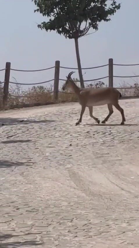 Elazığ’da koruma altındaki dağ keçileri tarihi Harput Mahallesi’nde yiyecek ararken