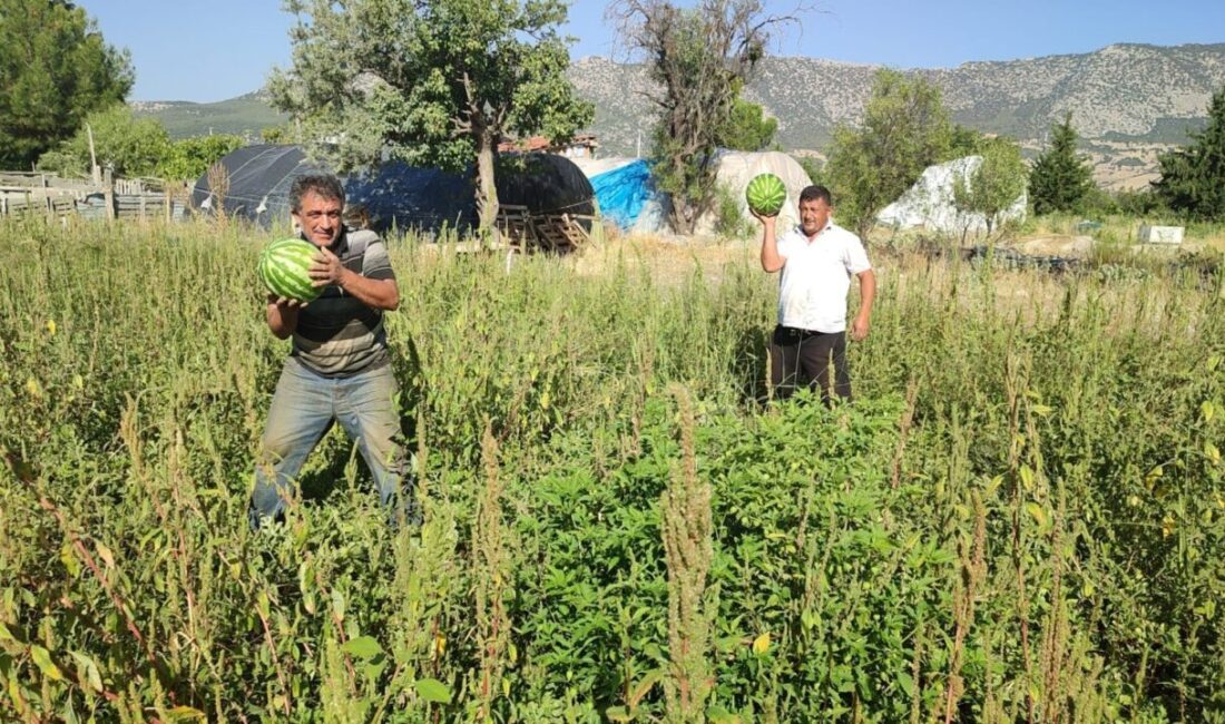 Denizli’nin Acıpayam ilçesinde bir karpuz üreticisi, 2 yıldır ürününü değerinde
