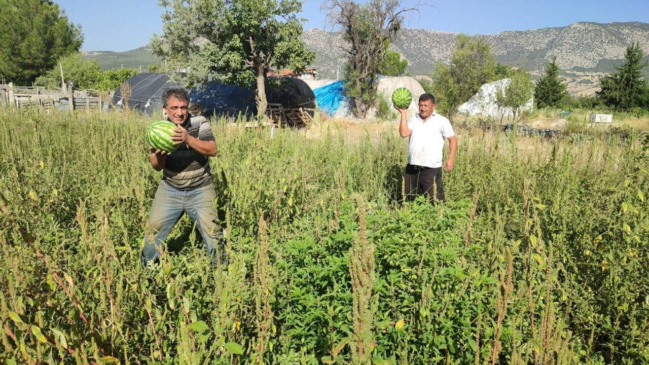 Denizli’nin Acıpayam ilçesinde bir karpuz üreticisi, 2 yıldır ürününü değerinde