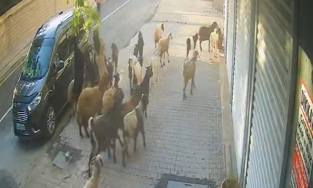 Bitlis’in Tatvan ilçesinde caddesi üzerinde bir işyerinin önünde bulunan saksı