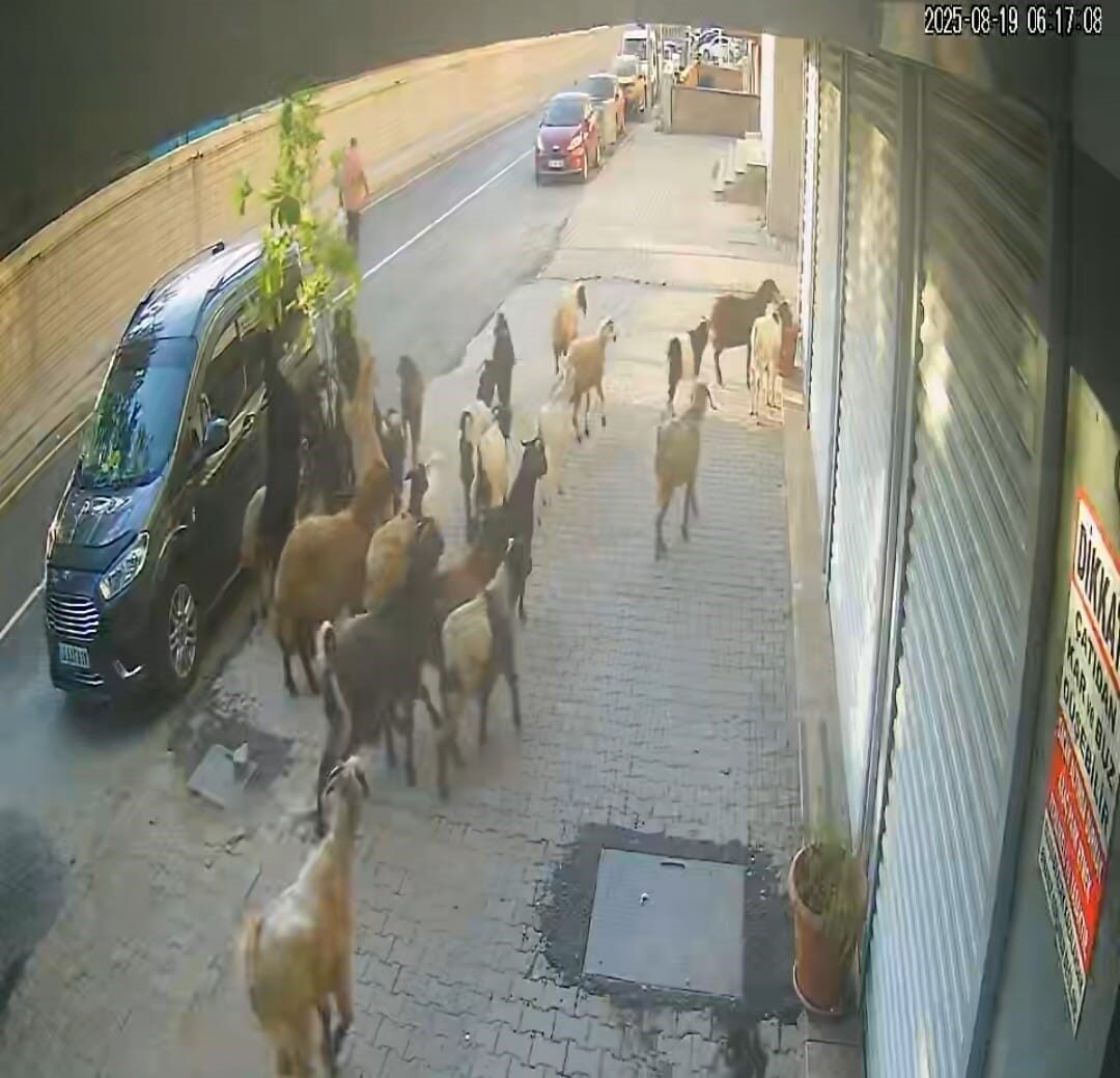 Bitlis’in Tatvan ilçesinde caddesi üzerinde bir işyerinin önünde bulunan saksı