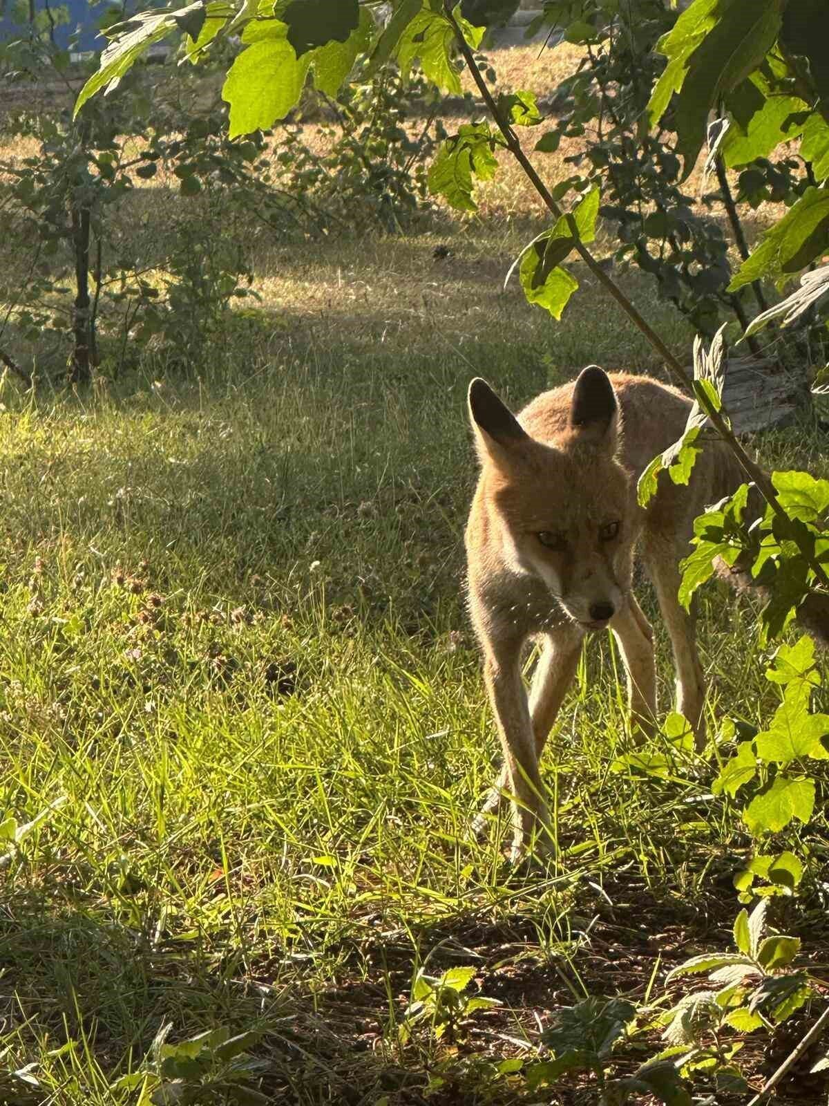 Kütahya’nın Tavşanlı ilçesinde bir maden işletmesinin yemekhanesine sık sık uğrayan
