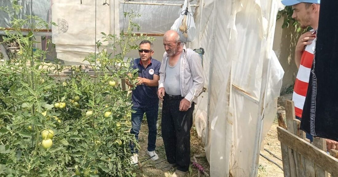 Tavşanlı İlçe Tarım ve Orman Müdürlüğünce seralarda bitki hastalık ve