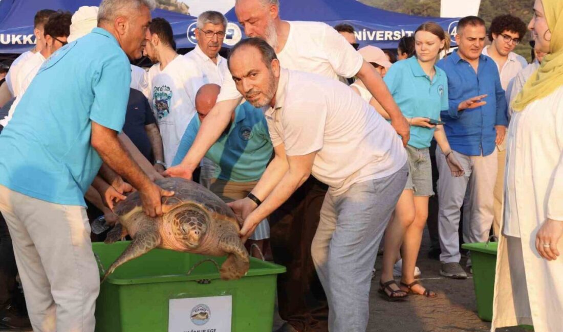 Pamukkale Üniversitesi (PAÜ) tedavileri tamamlanan yedi deniz kaplumbağası mavi sulara