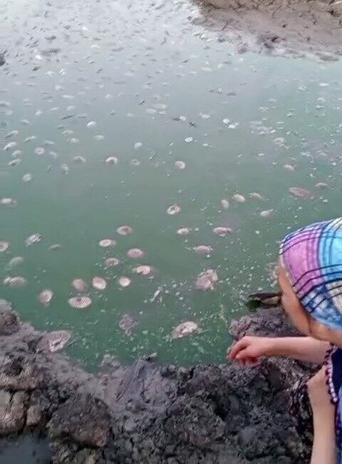 Tekirdağ’ın Hayrabolu ilçesine bağlı Büyükkarakarlı Mahallesi’nde bulunan gölette, su seviyesinin
