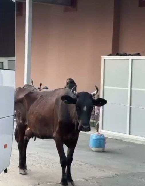 Tekirdağ’da Çorlu Devlet Hastanesi Acil Servisi girişi kısmına gelen inek,
