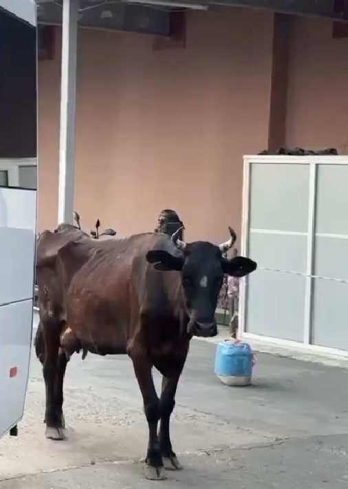 Tekirdağ’da Çorlu Devlet Hastanesi Acil Servisi girişi kısmına gelen inek,