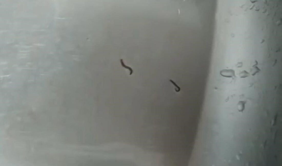 Tekirdağ’ın Hayrabolu ilçesine bağlı Çerkezmüsellim Mahallesi’nde yaşanan olay, görenleri hayrete