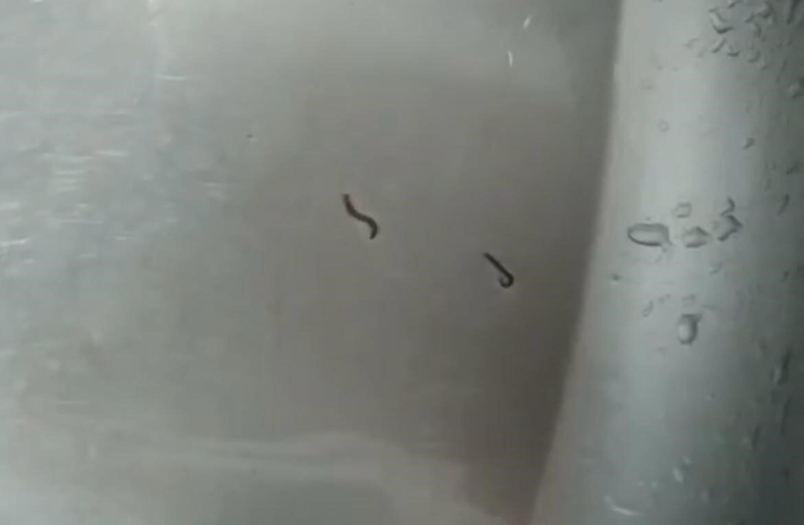 Tekirdağ’ın Hayrabolu ilçesine bağlı Çerkezmüsellim Mahallesi’nde yaşanan olay, görenleri hayrete