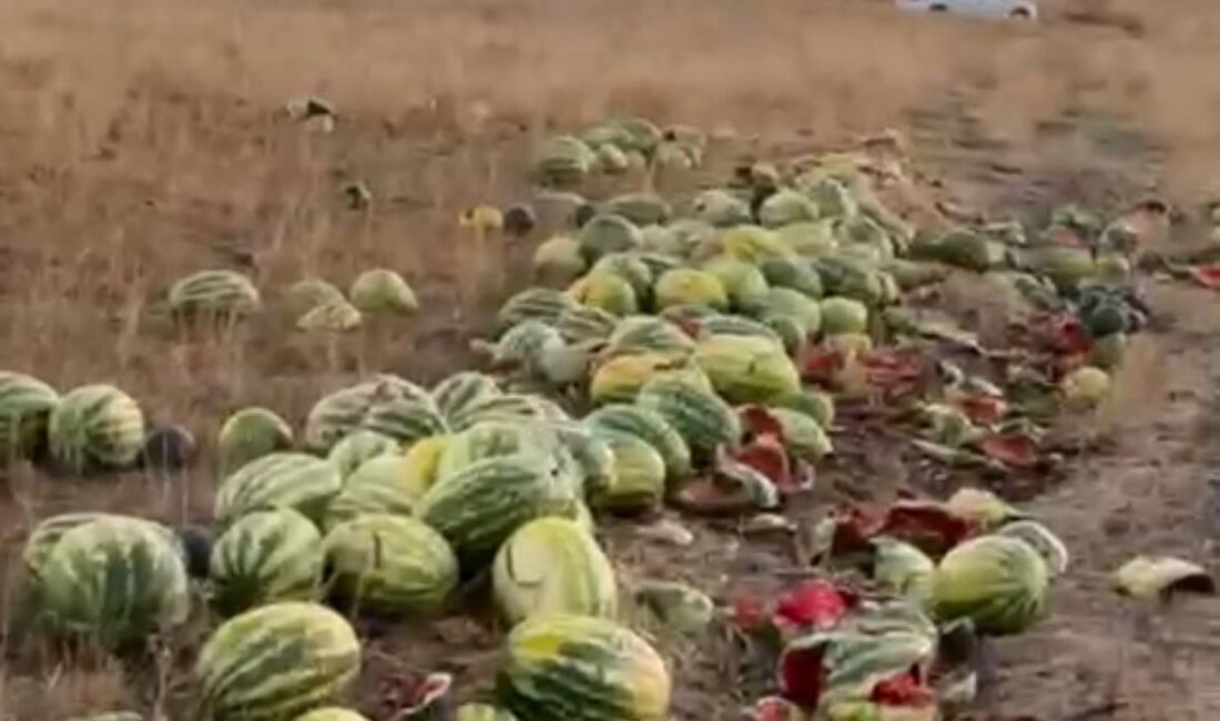 Tekirdağ’ın Muratlı ilçesinde Ballıhoca Mahallesi merasında yol kenarına bırakılan karpuzlar