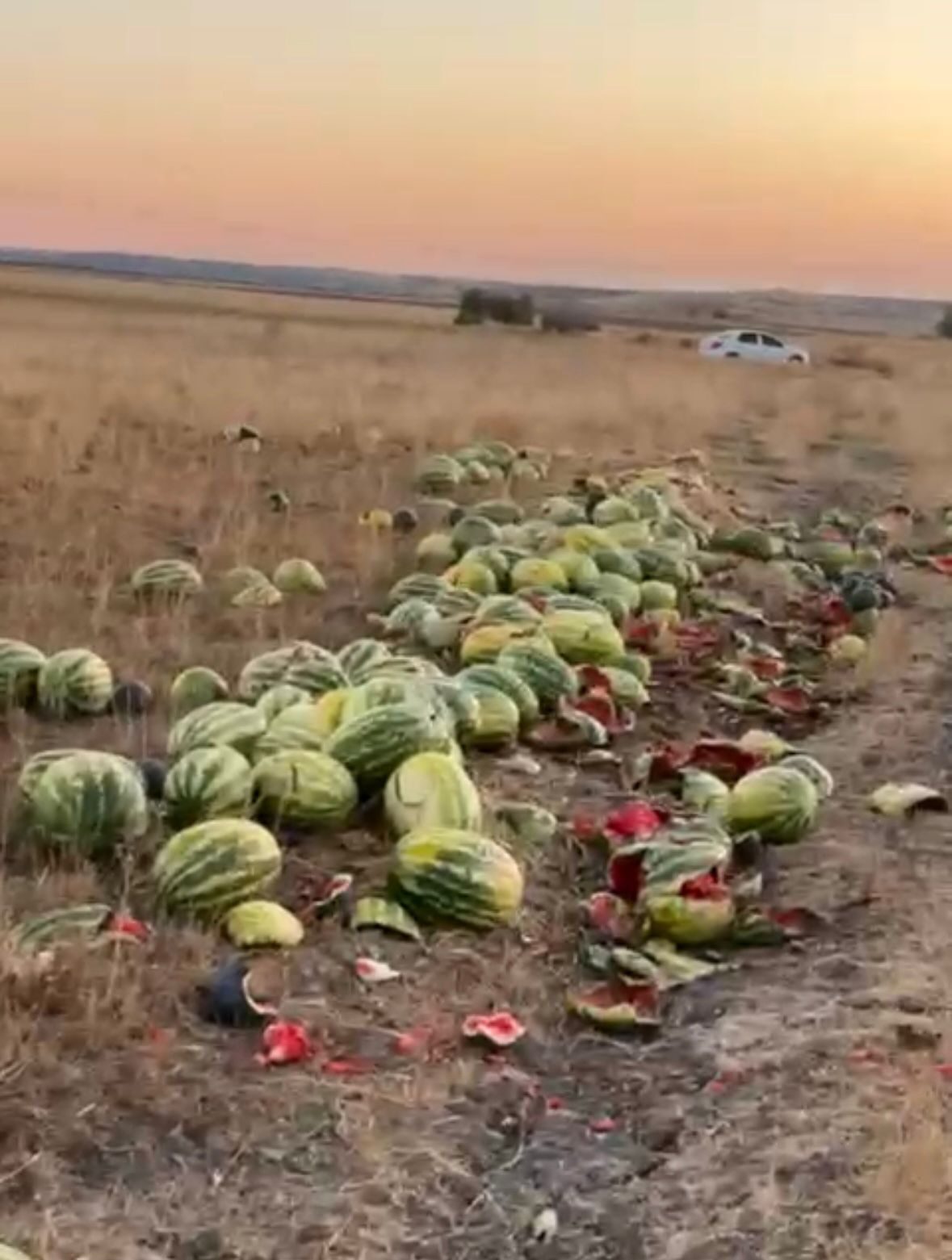 Tekirdağ’ın Muratlı ilçesinde Ballıhoca Mahallesi merasında yol kenarına bırakılan karpuzlar