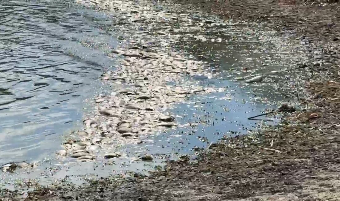 Tekirdağ’ın Muratlı ilçesindeki Kırkkepenekli Göleti’nde su seviyesinin azalmasına bağlı çok