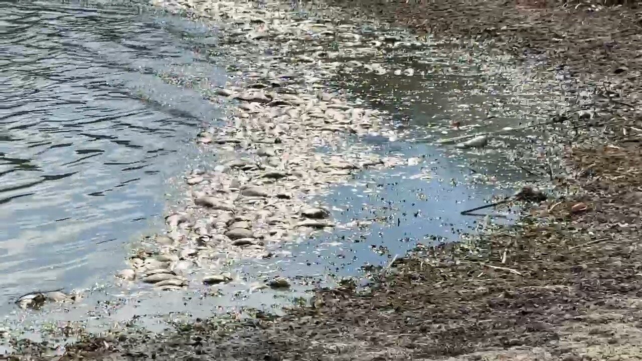 Tekirdağ’ın Muratlı ilçesindeki Kırkkepenekli Göleti’nde su seviyesinin azalmasına bağlı çok