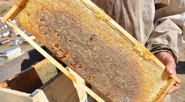 Erzincan’ın Tercan ilçesinde geniş ve zengin bitki örtüsüne sahip yaylalarda