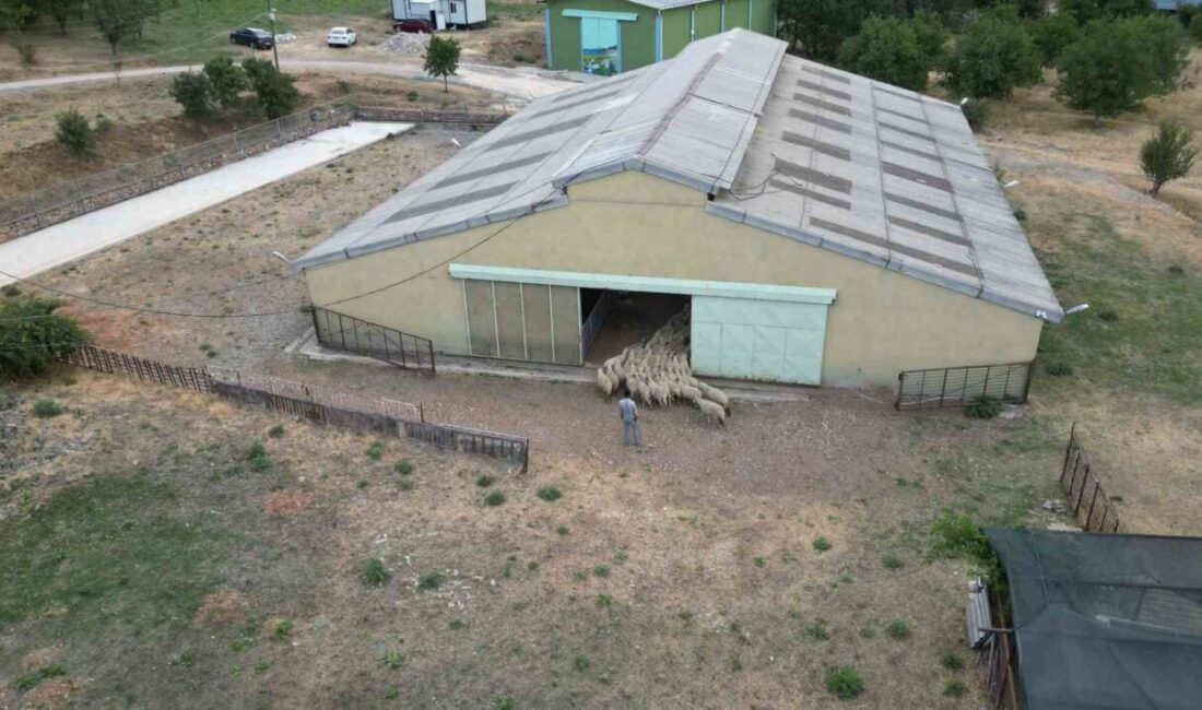 Tokat Gaziosmanpaşa Üniversitesi (TOGÜ), tescilli Karayaka koyununu ıslah projesiyle yerli